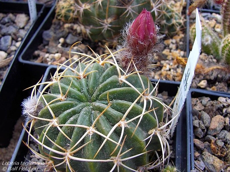 Acantholobivia tegeleriana (Backbg.) Backbg
Стебель у этого вида шаровидный, зеленый.