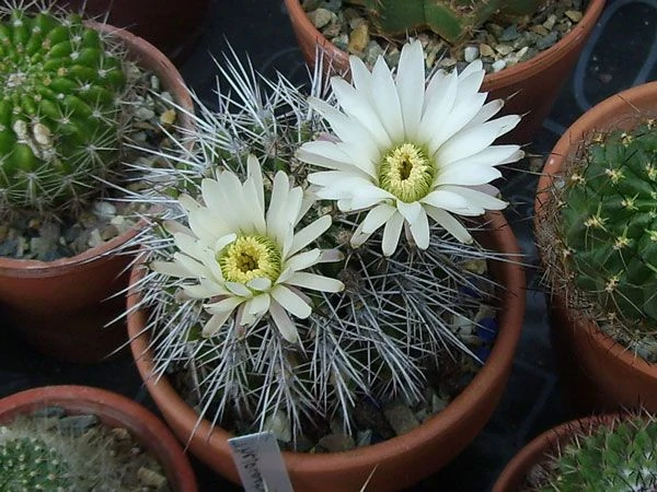 Акантокалициум Климпеля
Описание вида:
Acanthocalycium klimpelianum имеет одиночный, сплюснуто шаровидный, до 10 см (3,9 дюйма) в диаметре стебель.