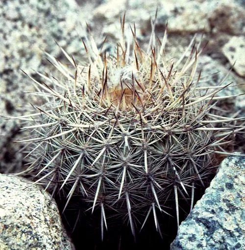 Arequipa spinosissima Ritt.
Стебель вначале шаровидный, со времене удлиненный, темный, серовато-зеленый, без боковых побегов, в диаметре достигает пятнадцать сантиметров.