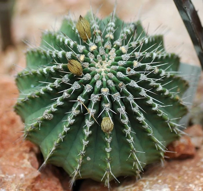 Acanthocalycium peitsherianum Backeb
Acanthocalycium peitsherianum довольно медленно растущий кактус.