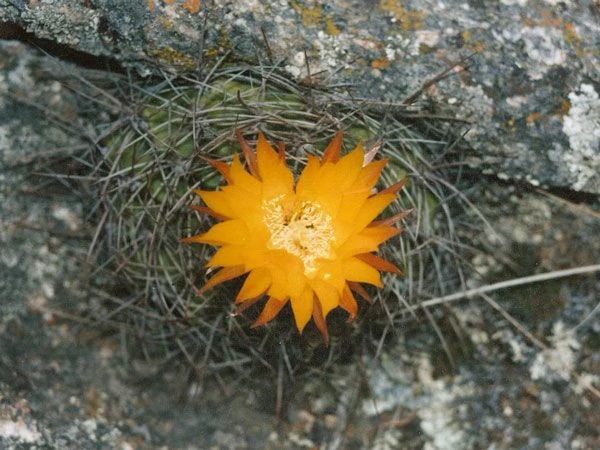 Акантокалициум феррари - Acanthocalycium ferrarii
Описание вида: У Акантокалициума одиночный, шаровидный зеленый стебель до 12 см (4,7 дюйма) в диаметре, с возрастом становится короткоциллендрическим.